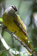 Purple-throated Cuckooshrike