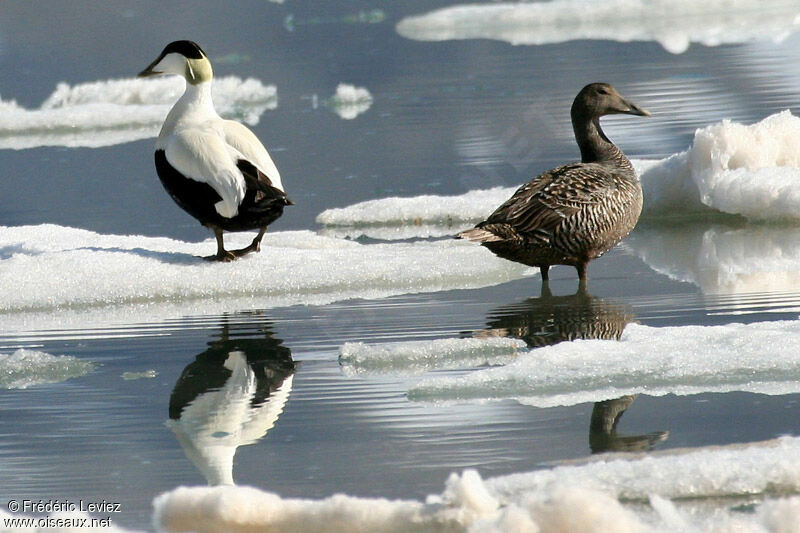 Eider à duvet