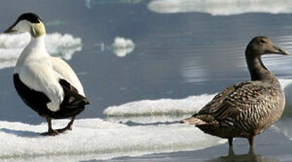 Eider à duvet