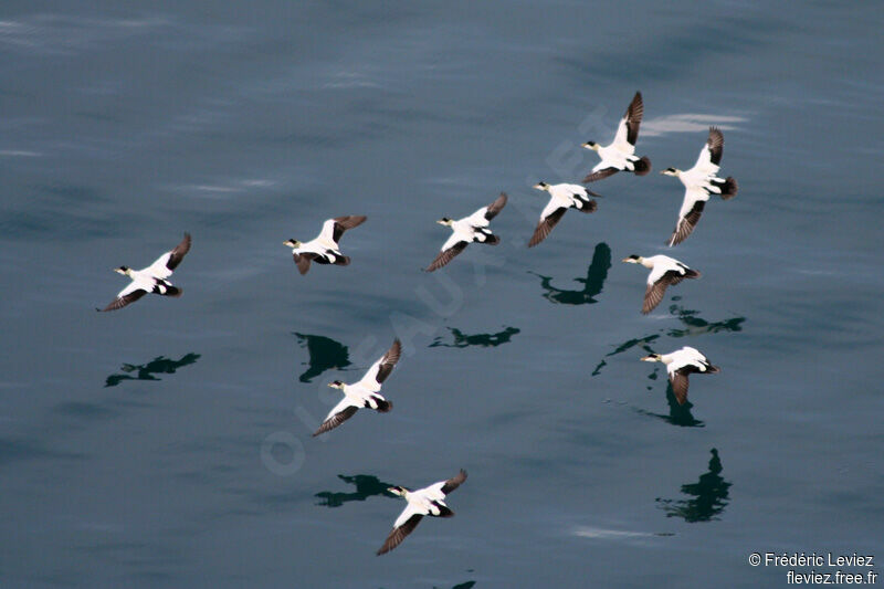 Common Eider male adult breeding