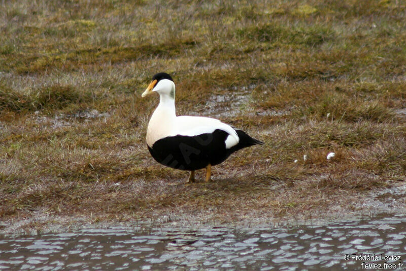 Eider à duvet mâle adulte nuptial