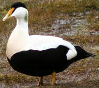 Eider à duvet