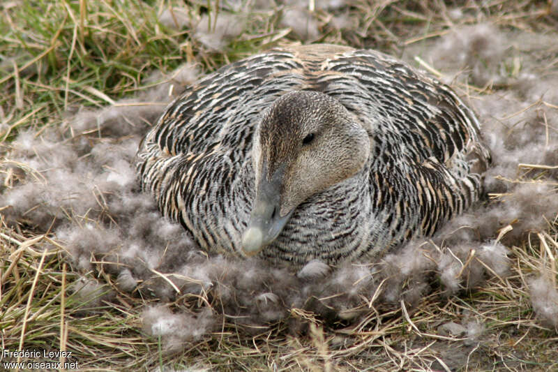 Eider à duvet femelle adulte nuptial, Nidification