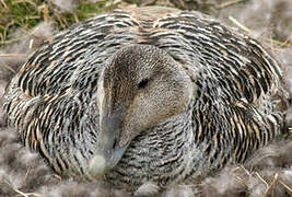 Eider à duvet