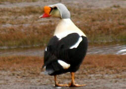 Eider à tête grise