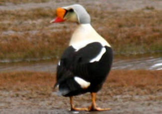 Eider à tête grise