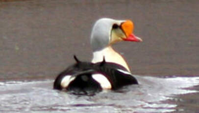 Eider à tête grise