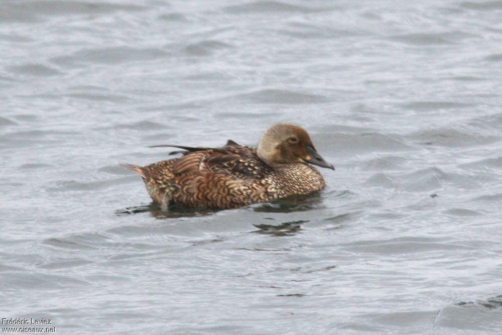 Eider à tête grise mâle 1ère année, identification