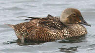 Eider à tête grise