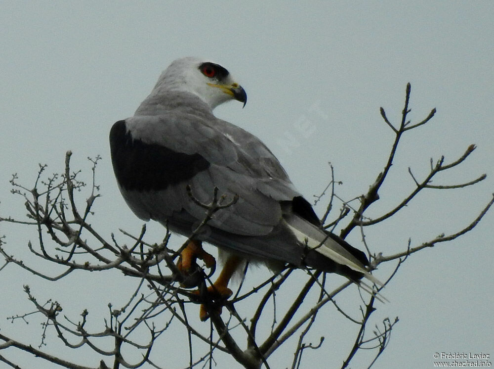 White-tailed Kiteadult, identification