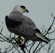 White-tailed Kite