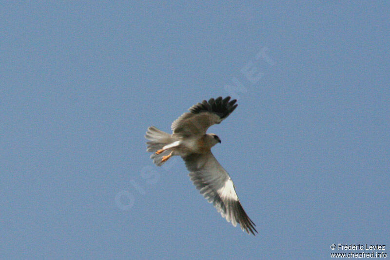 Black-winged Kite