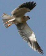 Black-winged Kite