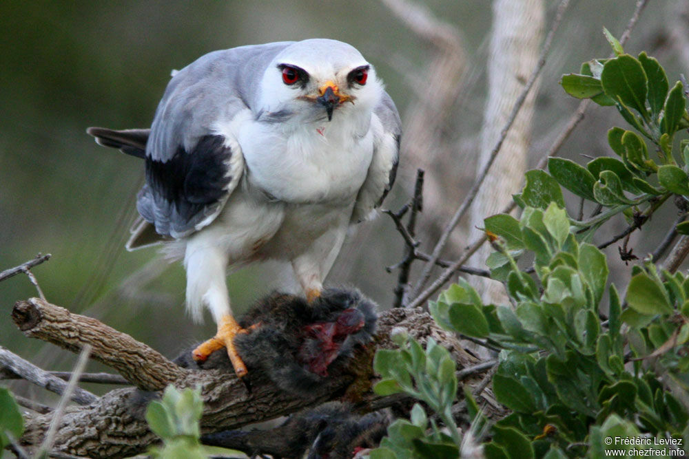 Black-winged Kiteadult, identification, feeding habits