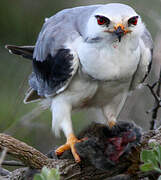 Black-winged Kite