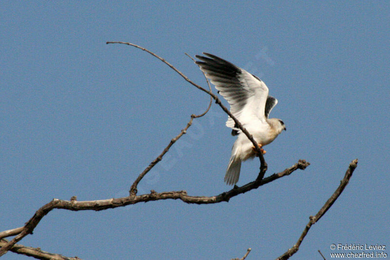 Black-winged Kite