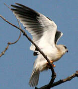 Black-winged Kite