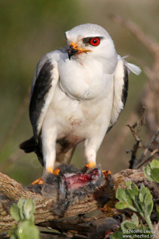 Black-winged Kiteadult, identification, feeding habits