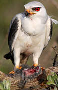 Black-winged Kite