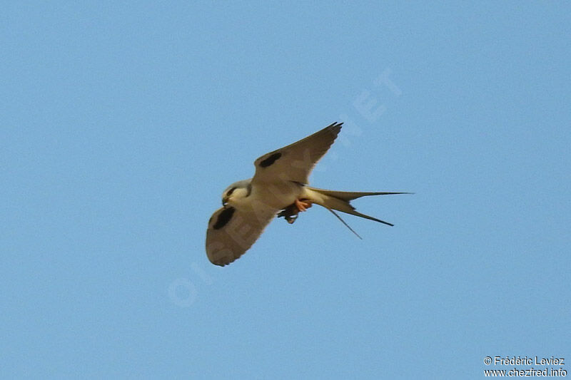 Scissor-tailed Kiteadult, Flight