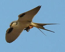 Scissor-tailed Kite