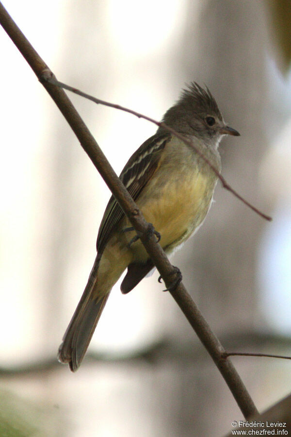 Élénie à ventre jauneadulte, identification