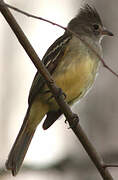 Yellow-bellied Elaenia