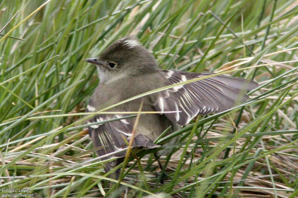 Chilean Elaeniaadult