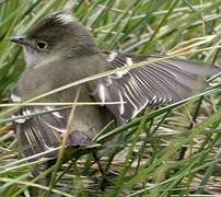 Chilean Elaenia