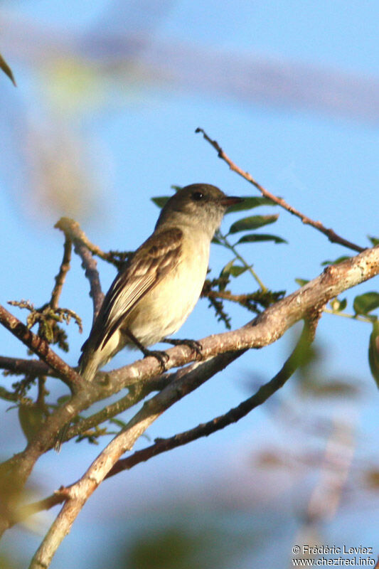 Élénie siffleuseadulte, identification