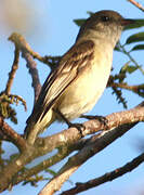 Caribbean Elaenia