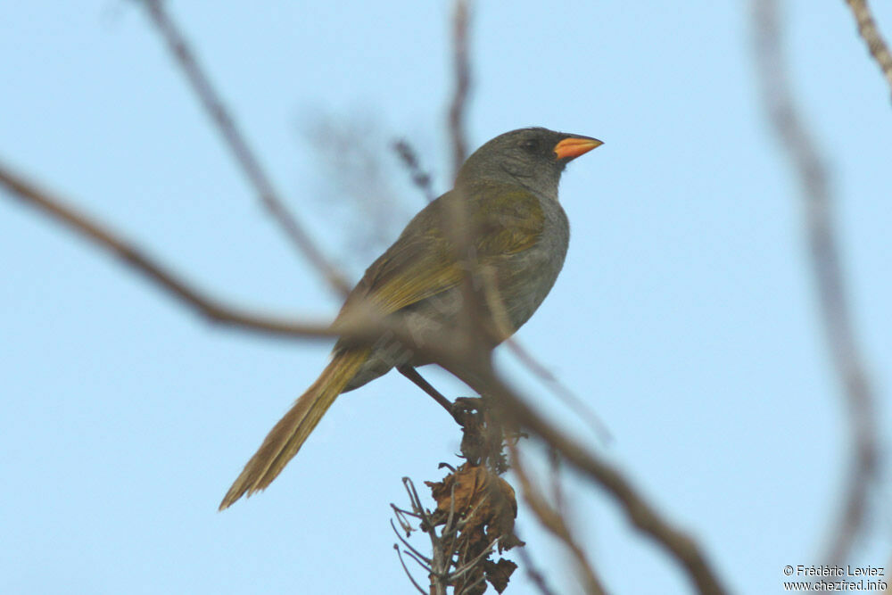 Embernagre à cinq couleursadulte, identification