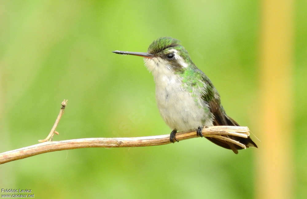 Émeraude de Canivet femelle adulte, identification