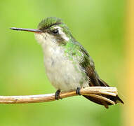 Canivet's Emerald