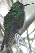 Cuban Emerald