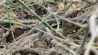 Long-tailed Nightjar