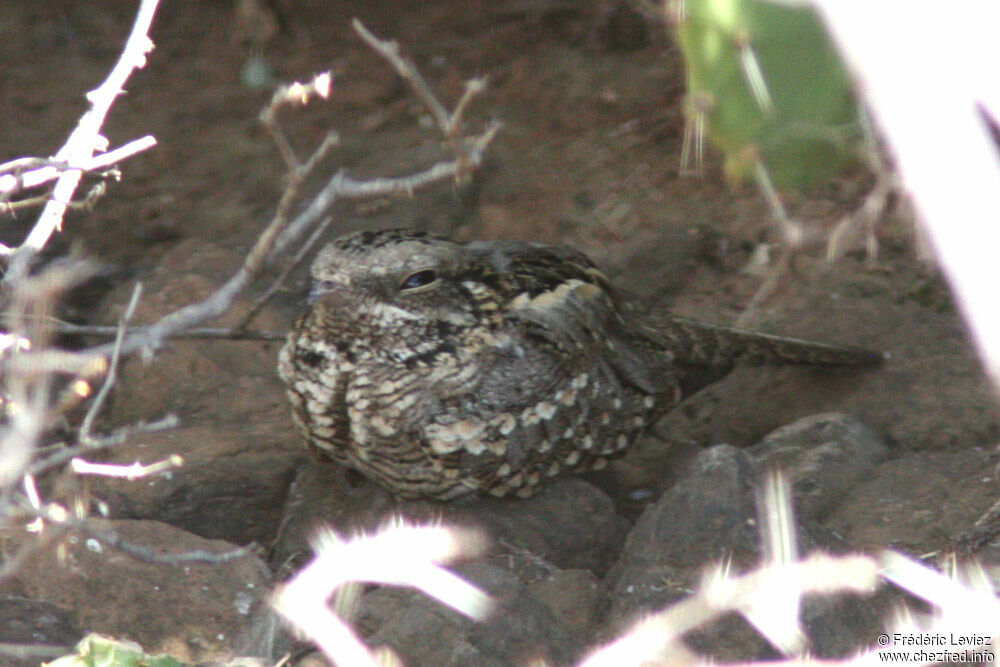 Slender-tailed Nightjar, identification