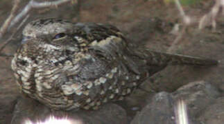 Slender-tailed Nightjar