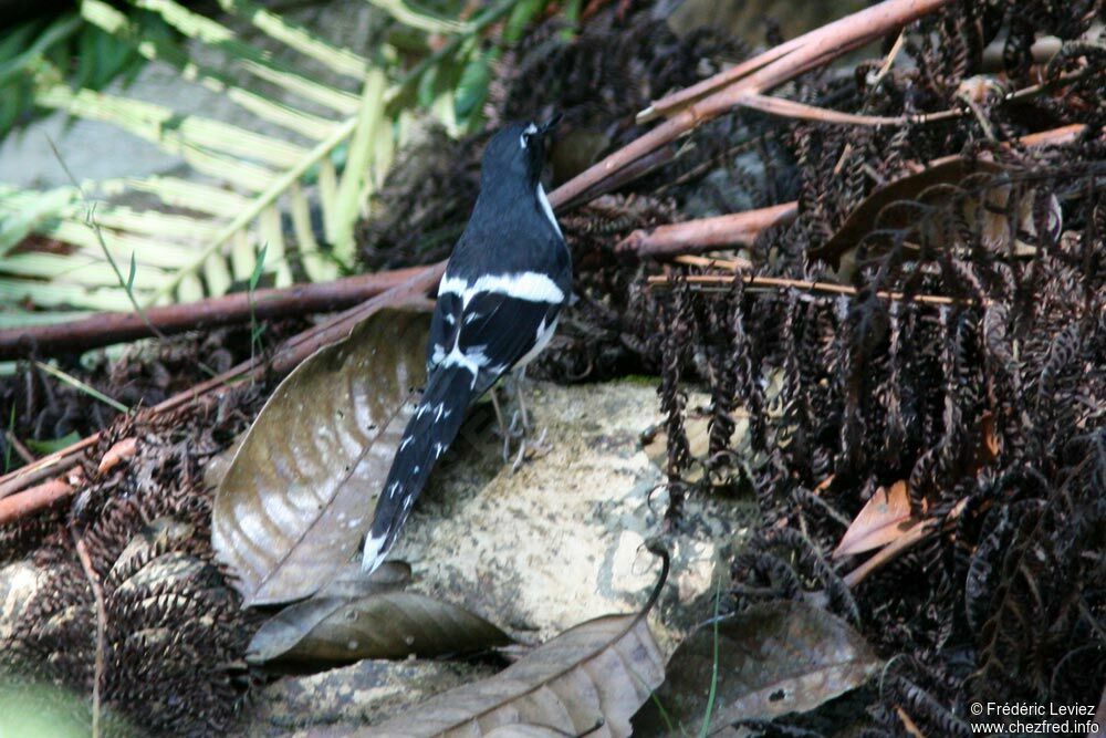 Slaty-backed Forktailadult, identification