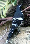 Slaty-backed Forktail