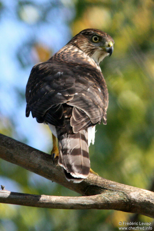 Cooper's Hawk, identification