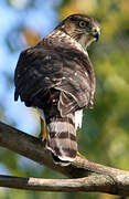 Cooper's Hawk