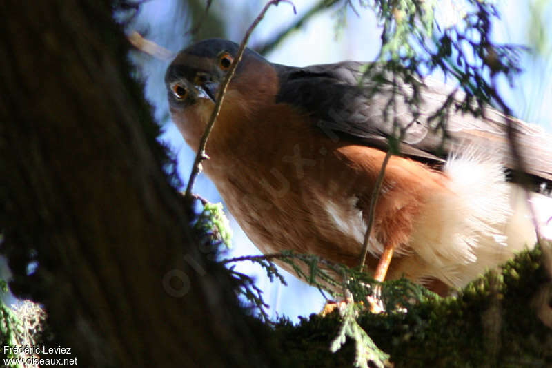 Rufous-breasted Sparrowhawkadult