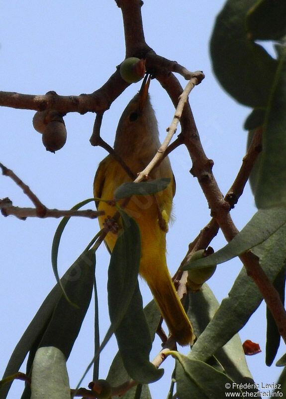 Érémomèle à dos vert