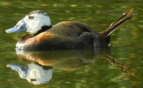 White-headed Duck