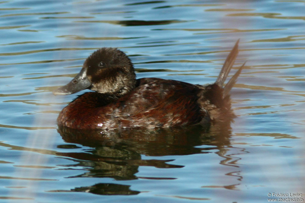 Andean Duck female adult