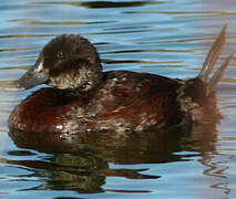 Andean Duck