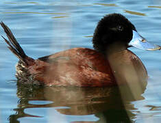 Andean Duck