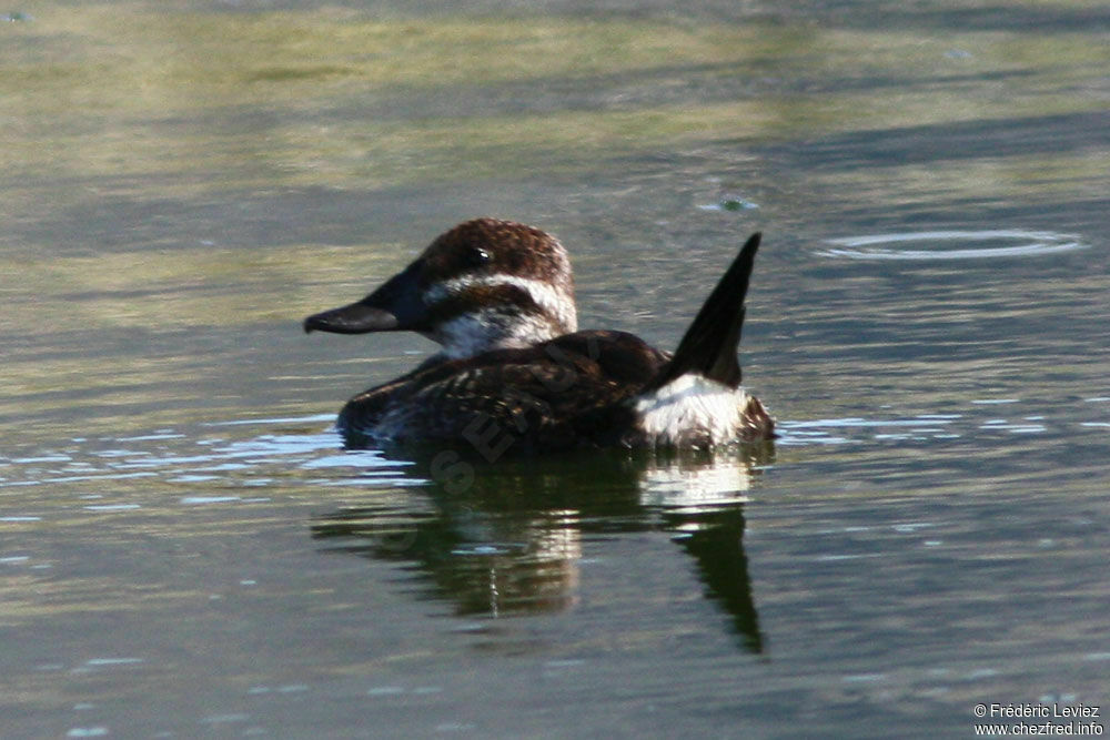 Lake Duck female adult