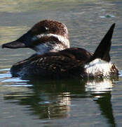 Lake Duck